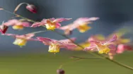 An image of a branch of Epimedium (horny goat weed)